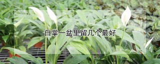 白掌一盆里留几个最好,第1图