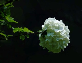 绣球花几月份开花，每年6-8月间盛放(独开一次),第2图