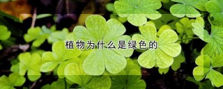 植物为什么是绿色的,第1图