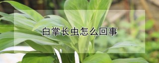 白掌长虫怎么回事,第1图