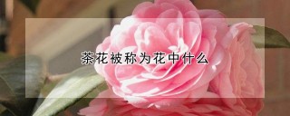 茶花被称为花中什么,第1图