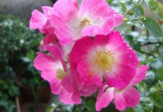 蔷薇花的冬季怎么养，蔷薇花的冬季养殖方法,第3图