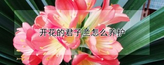 开花的君子兰怎么养护,第1图