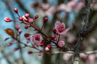 樱花什么时候开花，每年的4月开花（花期15天左右）,第5图