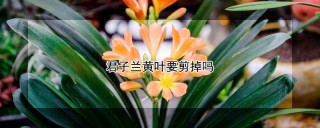 君子兰黄叶要剪掉吗,第1图