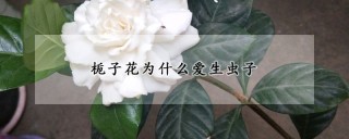 栀子花为什么爱生虫子,第1图