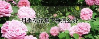 月季花花苞下垂怎么办,第1图