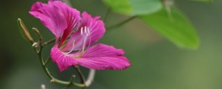 紫荆花树有几种品种,第1图