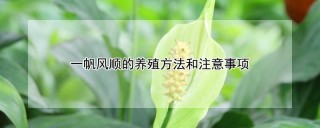 一帆风顺的养殖方法和注意事项,第1图