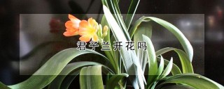 君子兰开花吗,第1图