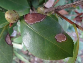 山茶花的病虫害防治，盘点四种病虫害防治方法,第1图