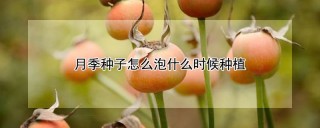 月季种子怎么泡什么时候种植,第1图