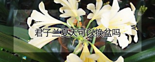 君子兰夏天可以换盆吗,第1图