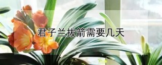 君子兰拔箭需要几天,第1图