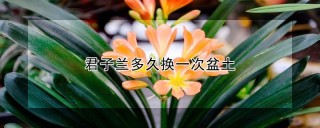 君子兰多久换一次盆土,第1图