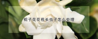 栀子花花苞长虫子怎么处理,第1图