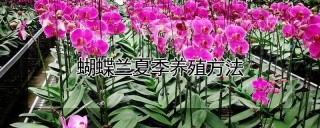 蝴蝶兰夏季养殖方法,第1图