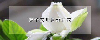 栀子花几月份开花,第1图