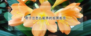 君子兰怎么能养的发黑发亮,第1图