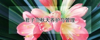 君子兰秋天养护与管理,第1图