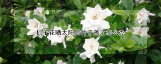 栀子花晒太阳后叶子蔫了怎么办,第1图