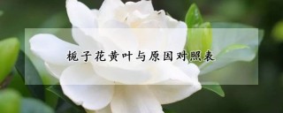 栀子花黄叶与原因对照表,第1图