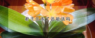 君子兰冻了还能活吗,第1图