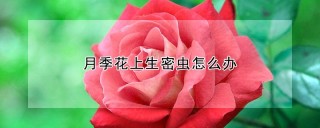 月季花上生密虫怎么办,第1图