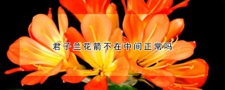 君子兰花箭不在中间正常吗,第1图