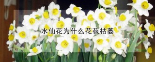 水仙花为什么花苞枯萎,第1图