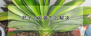 君子兰发黄怎么解决,第1图