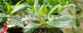 栀子花七月份还开花吗,第1图