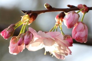 樱花不开花的原因有哪些，4种原因导致樱花不开,第4图