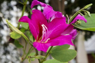 紫荆花树有几种品种,第2图