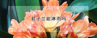 君子兰能淋雨吗,第1图