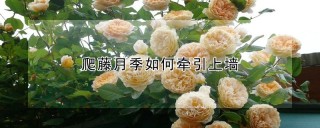 爬藤月季如何牵引上墙,第1图