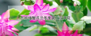 怎样使蟹爪兰冬季第二次开花,第1图