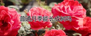 普通月季能长成树吗,第1图