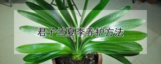 君子兰夏季养护方法,第1图