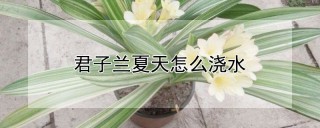 君子兰夏天怎么浇水,第1图