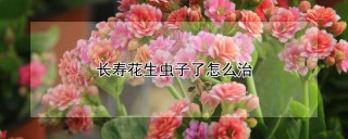 长寿花生虫子了怎么治,第1图