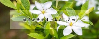 桅子花修剪枝一般在几月份,第1图