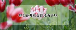 郁金香开花后还能再开吗,第1图