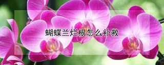 蝴蝶兰烂根怎么补救,第1图