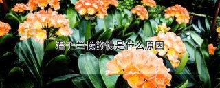 君子兰长的慢是什么原因,第1图