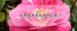 月季花开花后施什么肥,第1图