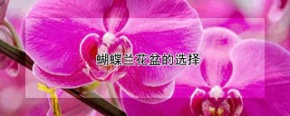 蝴蝶兰花盆的选择,第1图