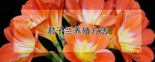 君子兰养殖方法,第1图