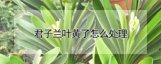 君子兰叶黄了怎么处理,第1图