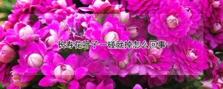 长寿花叶子一碰就掉怎么回事,第1图